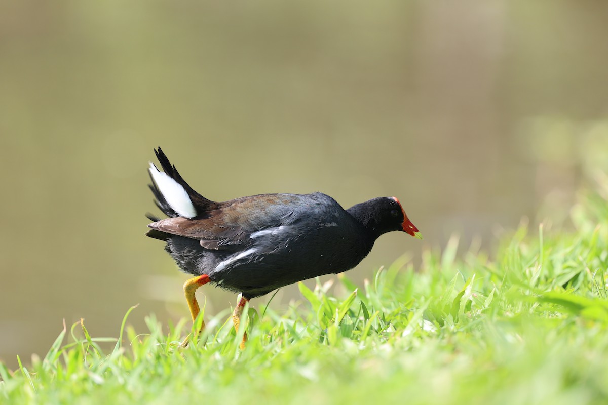 Common Gallinule (Hawaiian) - ML517883331