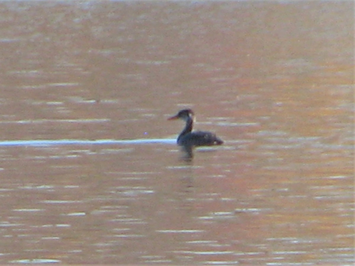 Red-necked Grebe - ML517883351