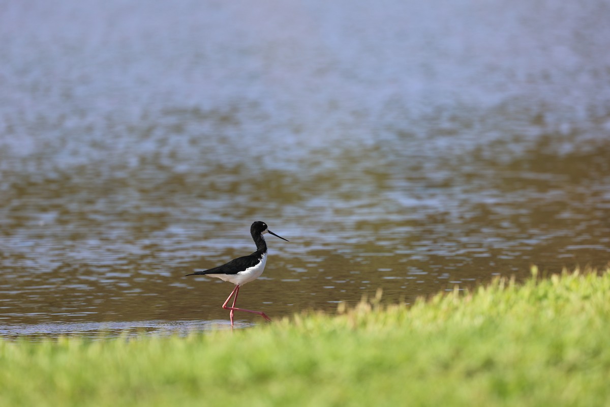 Black-necked Stilt (Hawaiian) - ML517883361