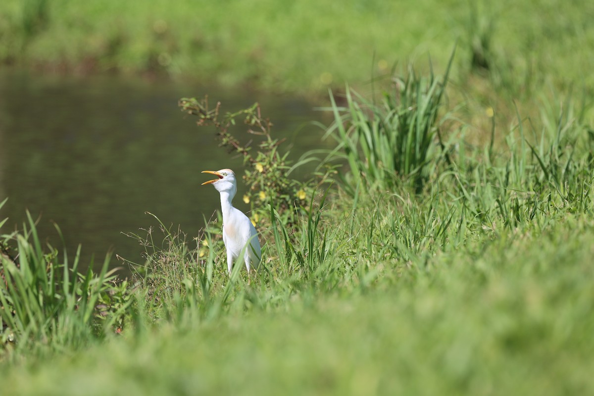 Western Cattle-Egret - ML517883371