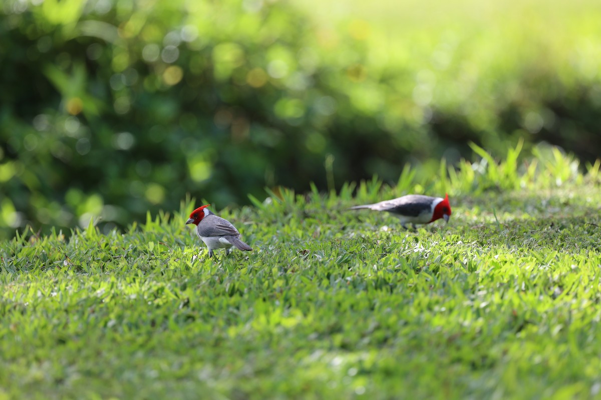 Red-crested Cardinal - ML517883491
