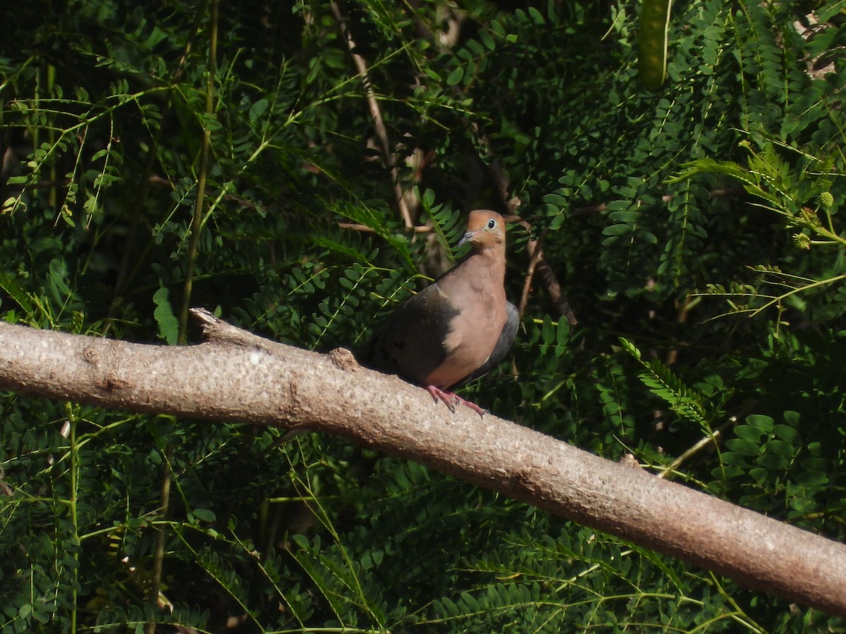 Mourning Dove - James Telford
