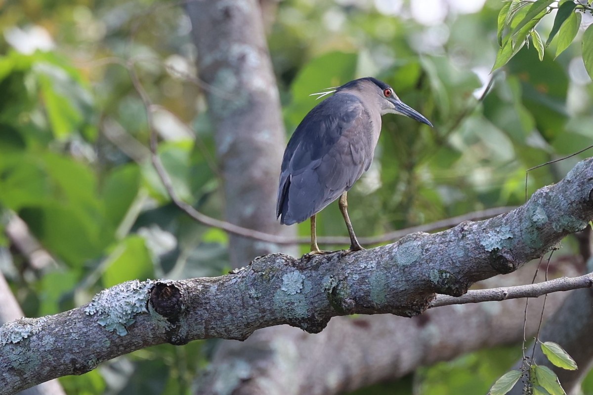 Black-crowned Night Heron - ML517883701
