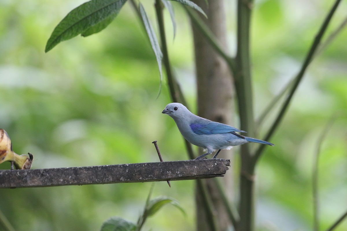 Blue-gray Tanager (Blue-gray) - ML517883881