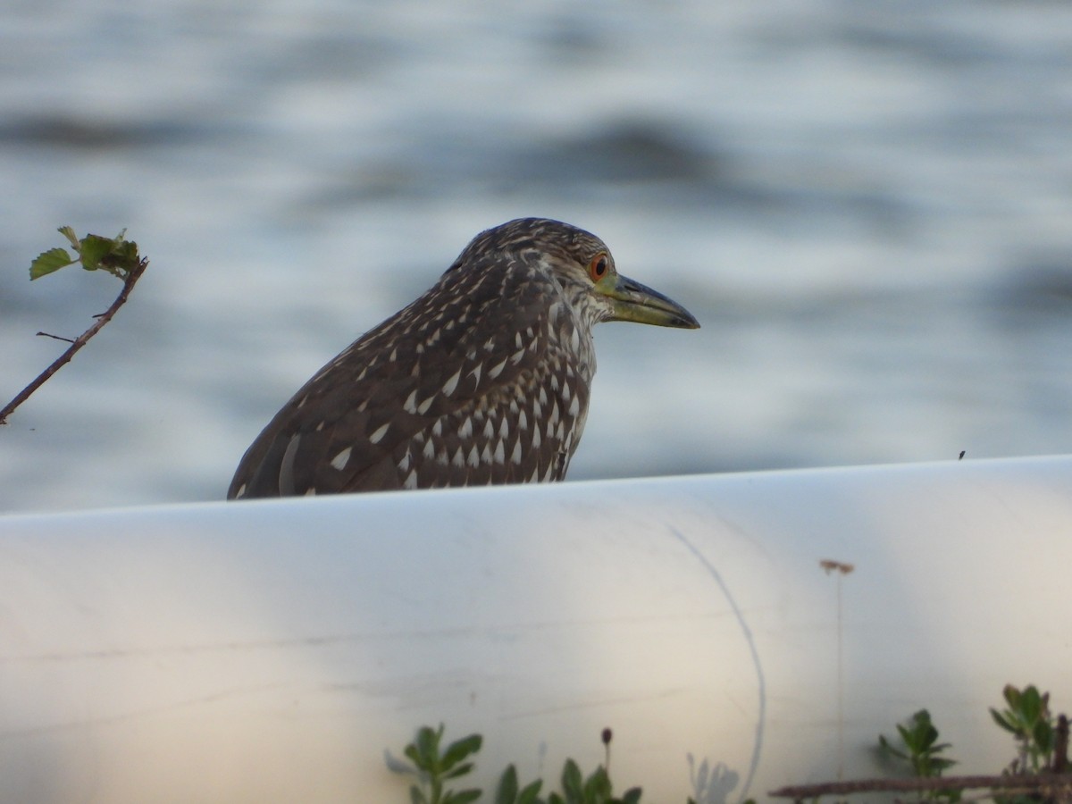 Black-crowned Night Heron - James Telford