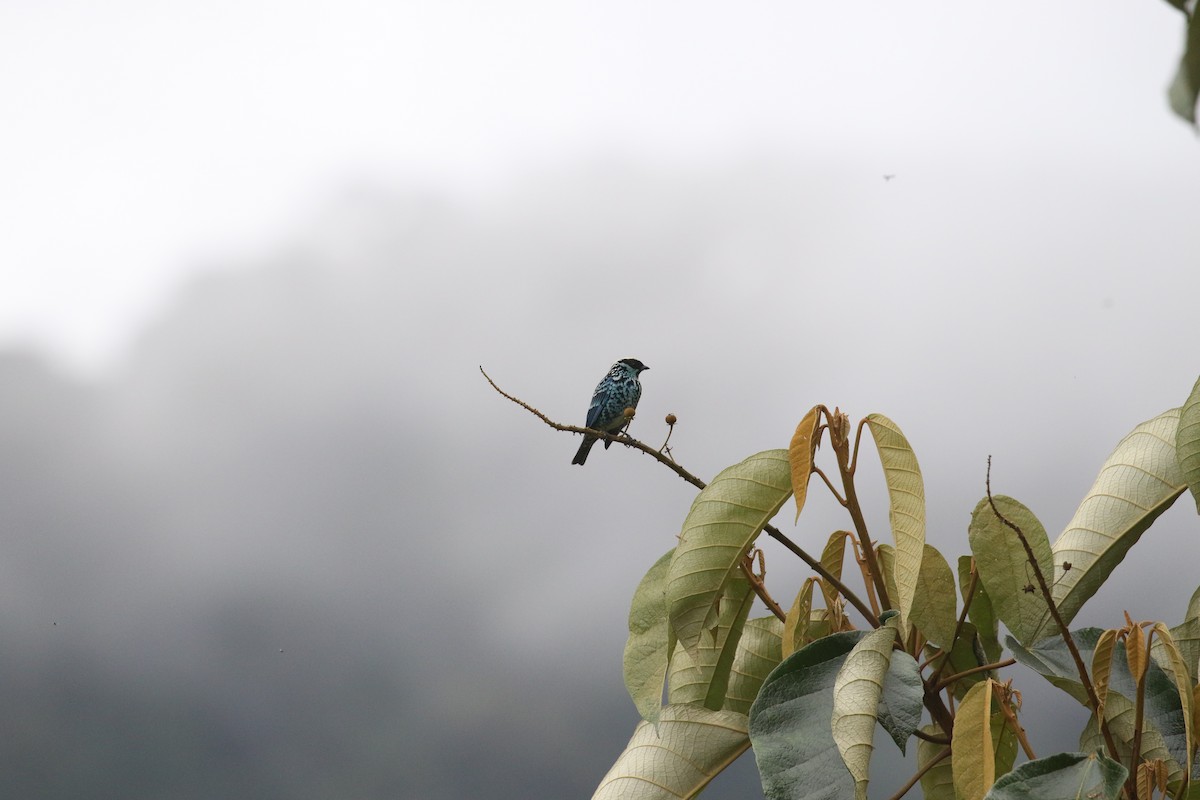 Beryl-spangled Tanager - ML517884131