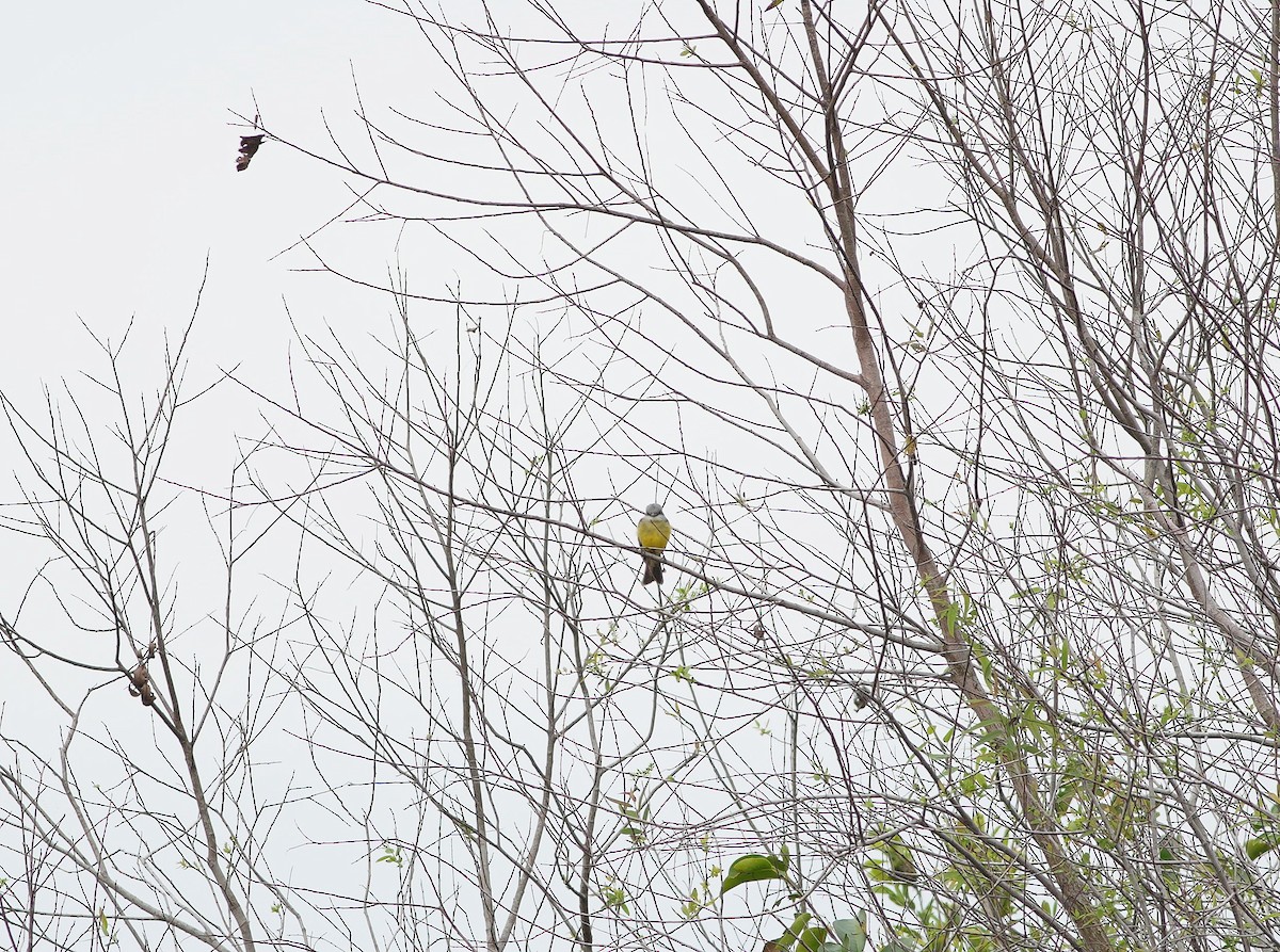 Tropical Kingbird - ML517884171