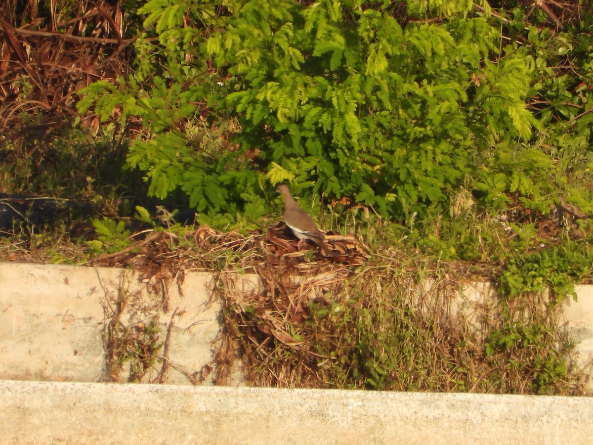 White-winged Dove - James Telford