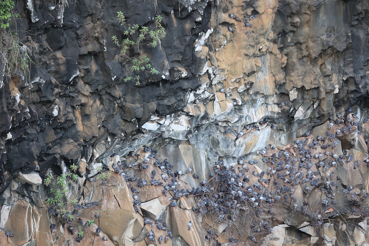 Rock Pigeon (Feral Pigeon) - ML517885251