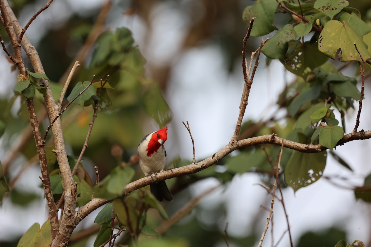 Red-crested Cardinal - ML517885321