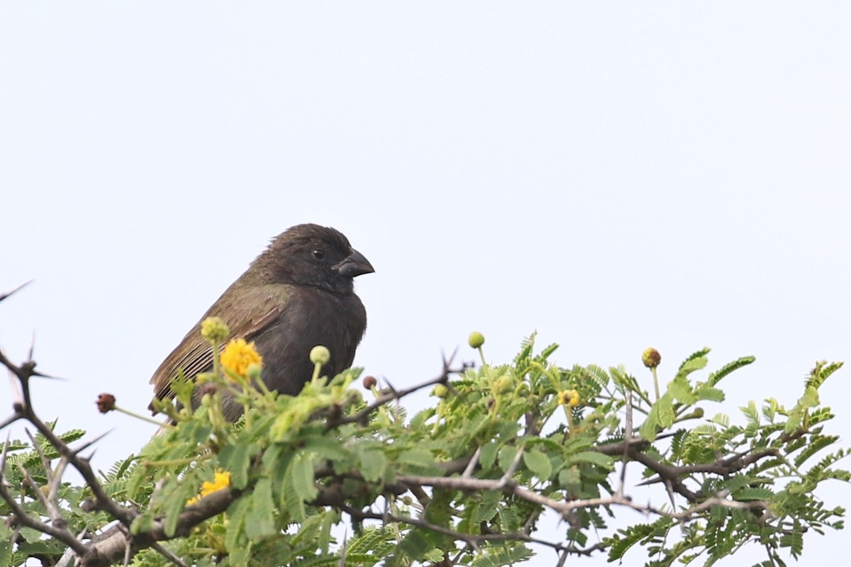 Black-faced Grassquit - ML517885361