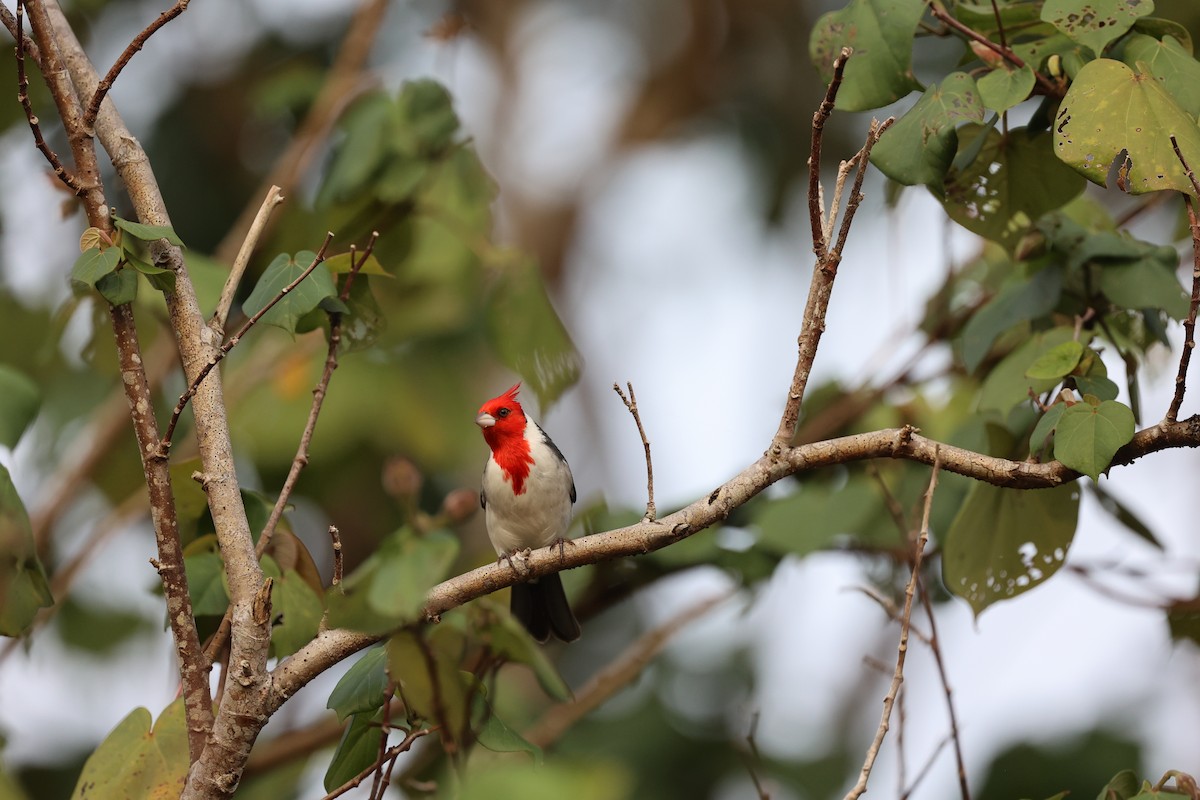 Red-crested Cardinal - Jamie Harmon