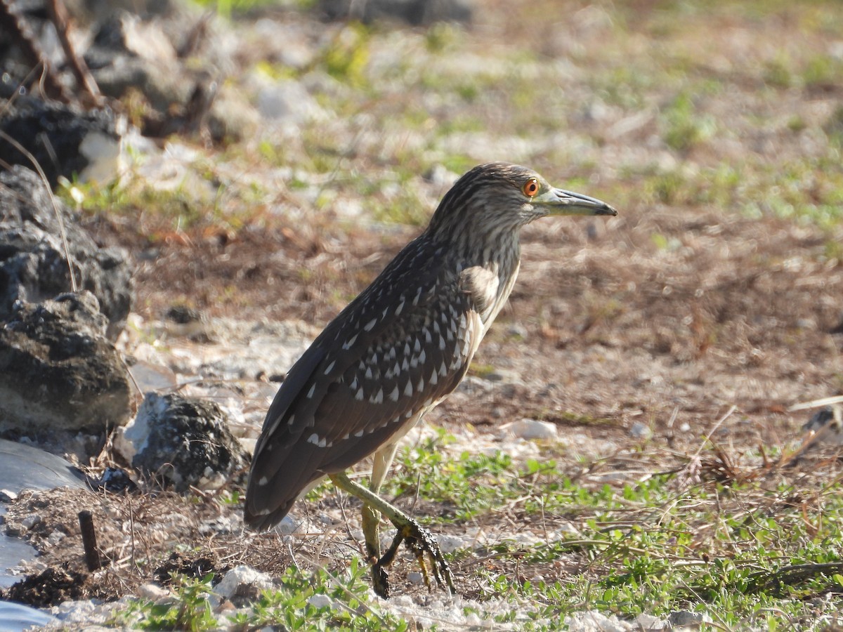 Black-crowned Night Heron - James Telford