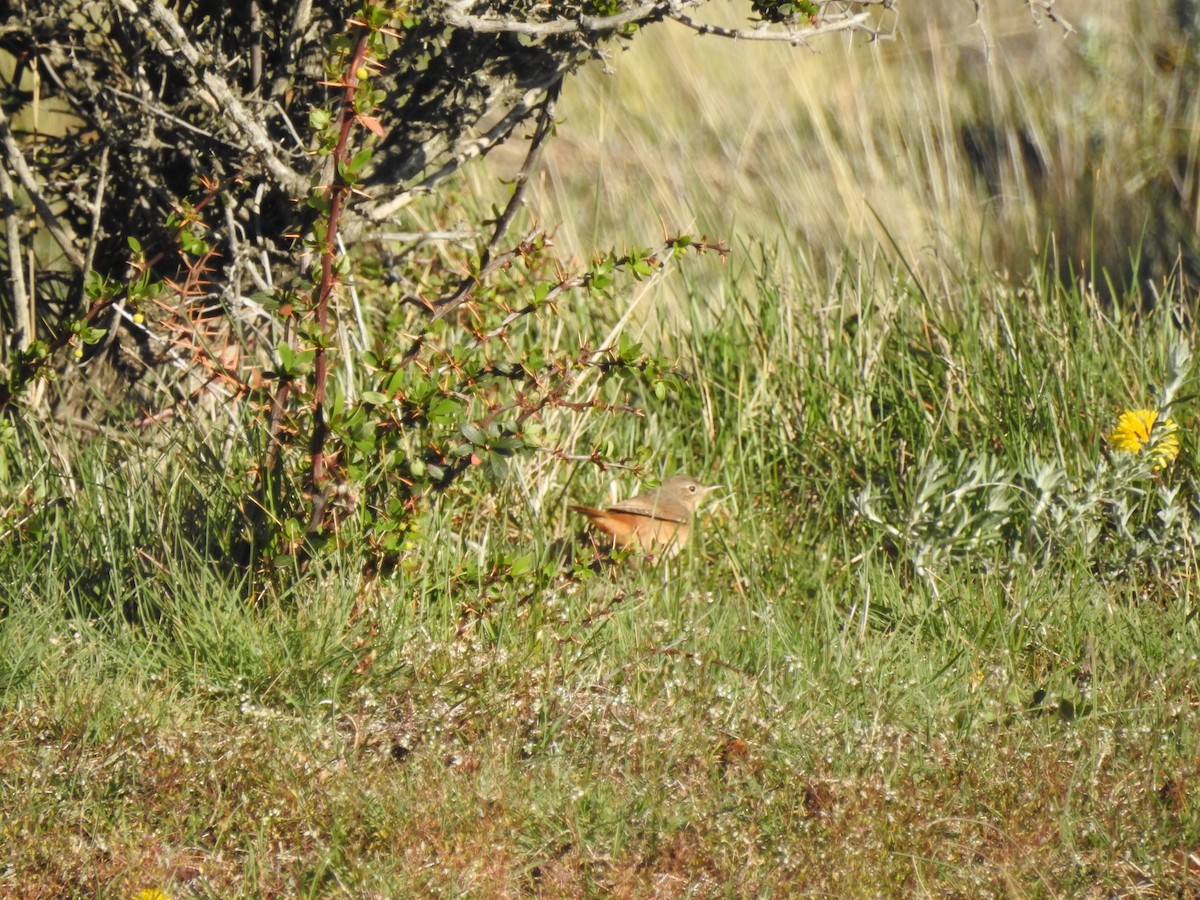 House Wren (Southern) - ML517885691