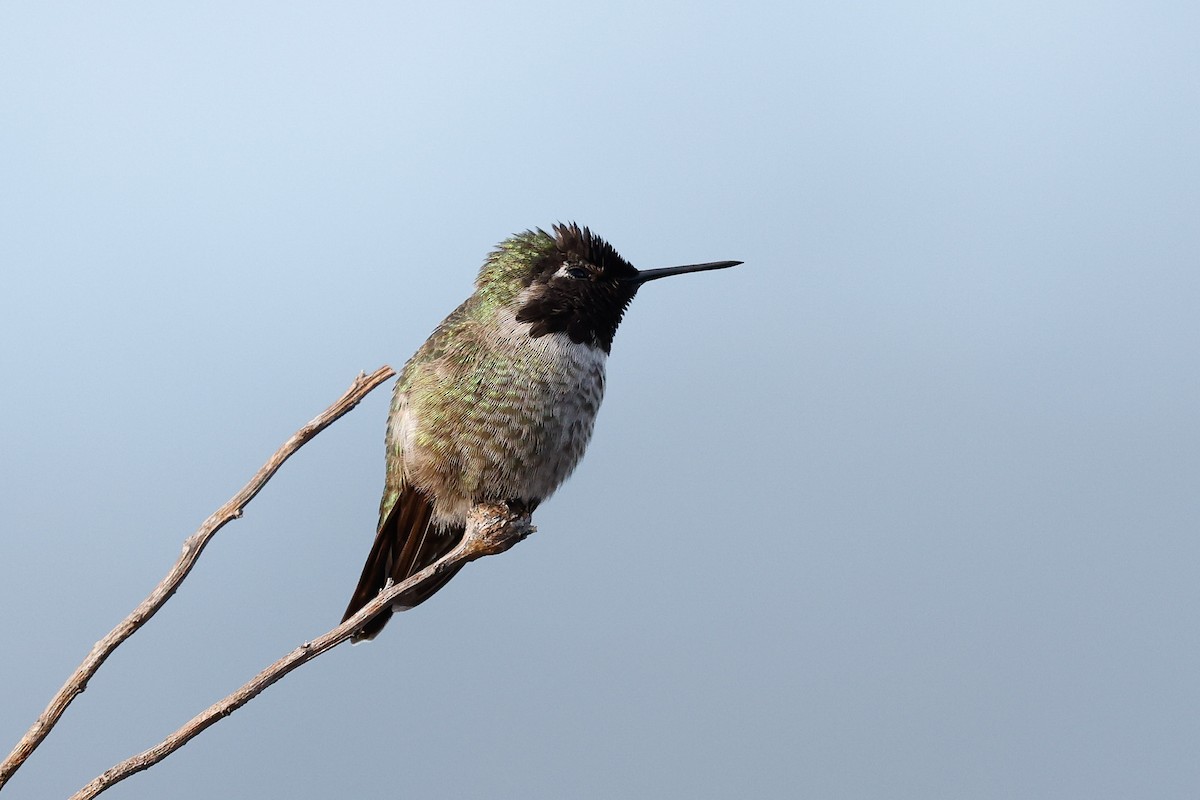 Colibrí de Anna - ML517885851