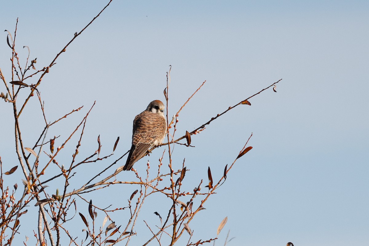 American Kestrel - Dan Singer