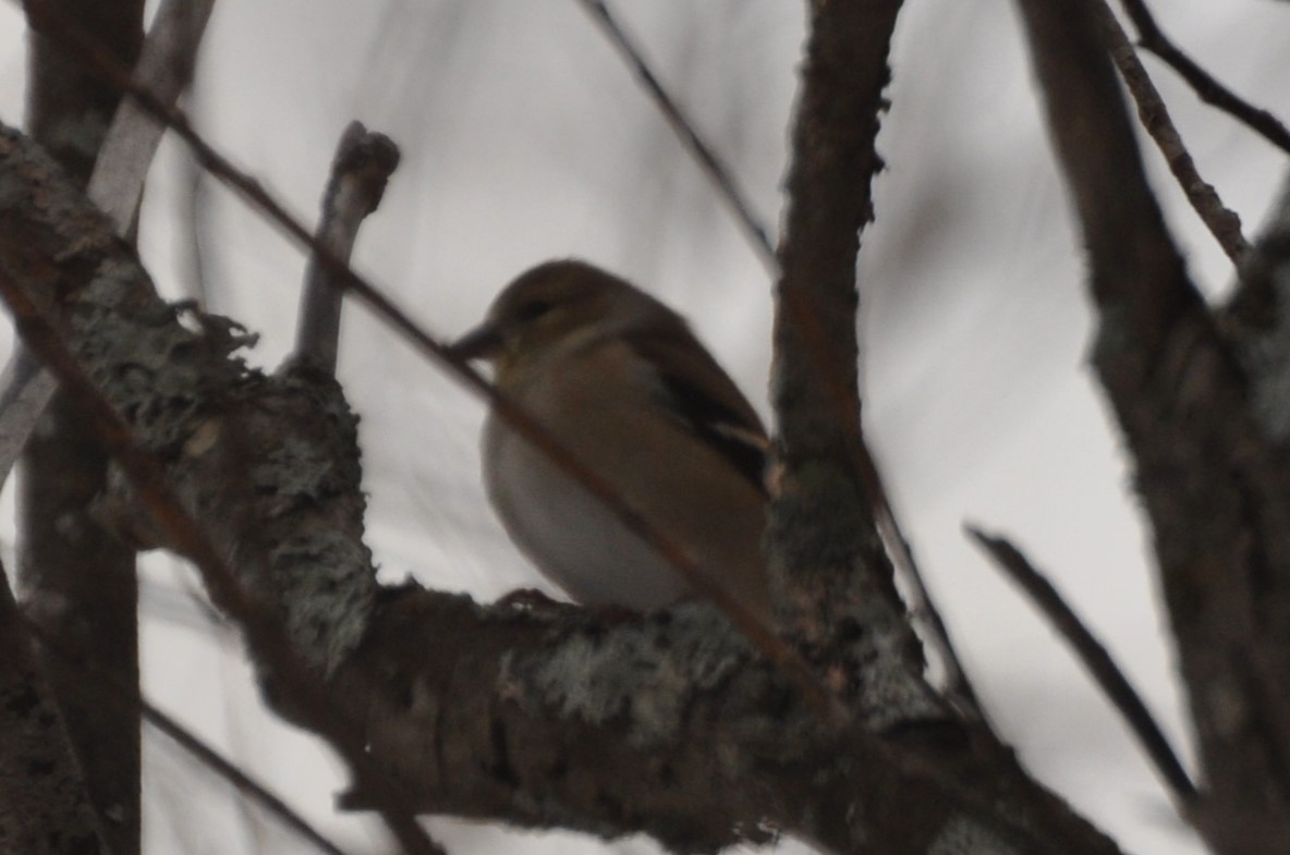 American Goldfinch - Rebecca Rogge