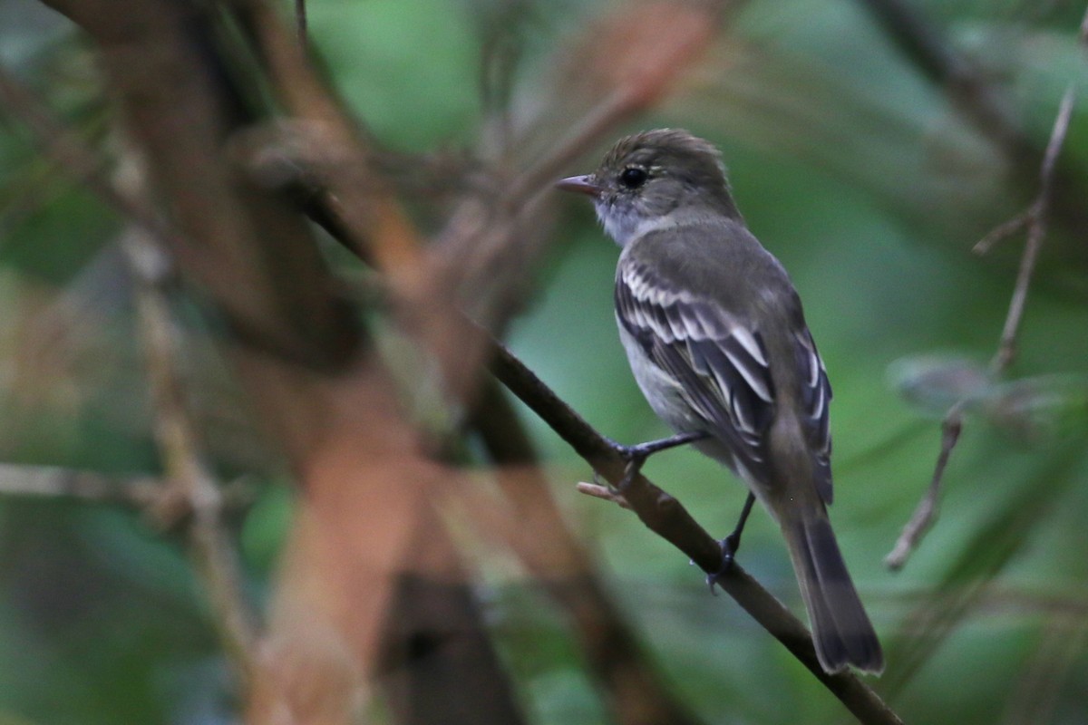 Caribbean Elaenia - ML517887501