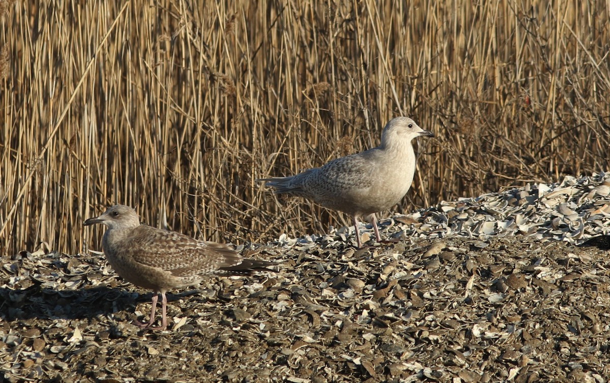 Herring Gull - ML517888351