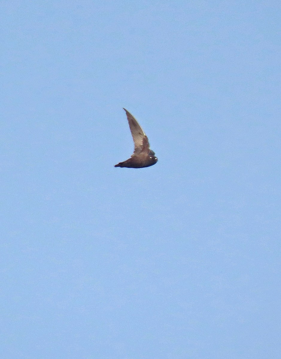 Spot-fronted Swift - Shilo McDonald