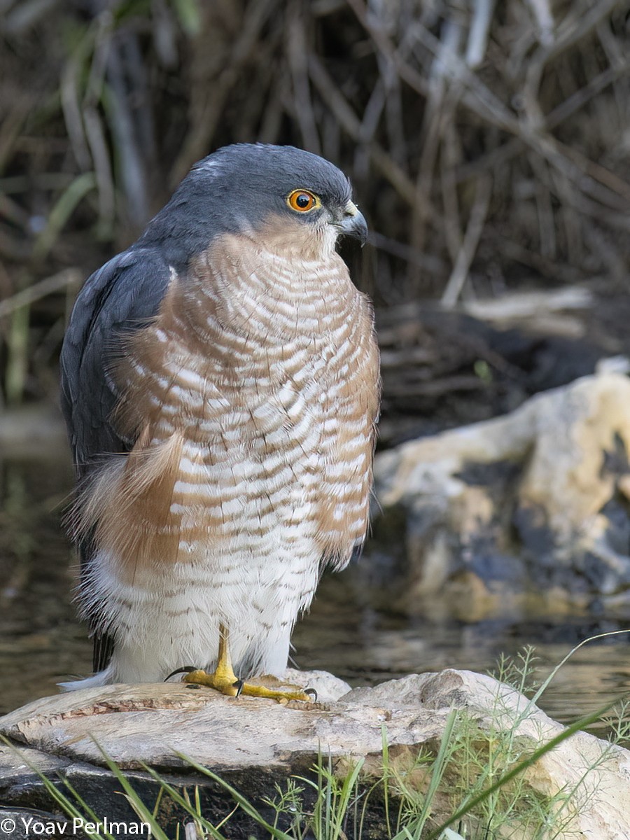 Eurasian Sparrowhawk - ML517890761