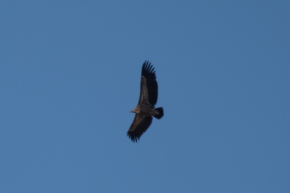 White-backed Vulture - ML517891121