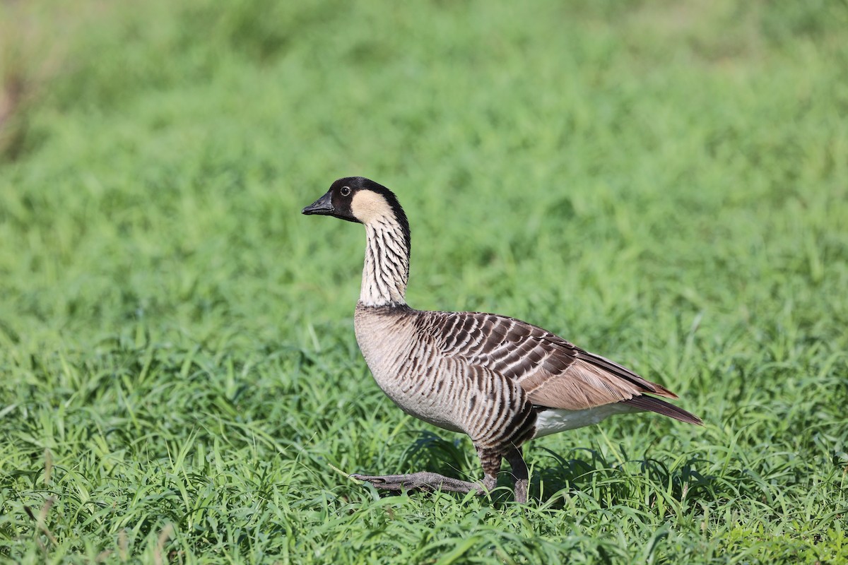 Hawaiian Goose - ML517891191