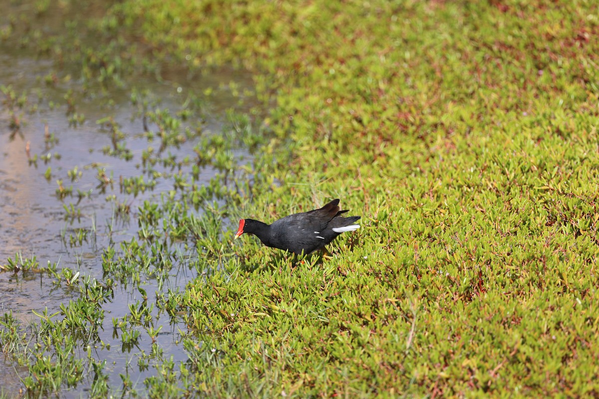 Common Gallinule (Hawaiian) - ML517891231