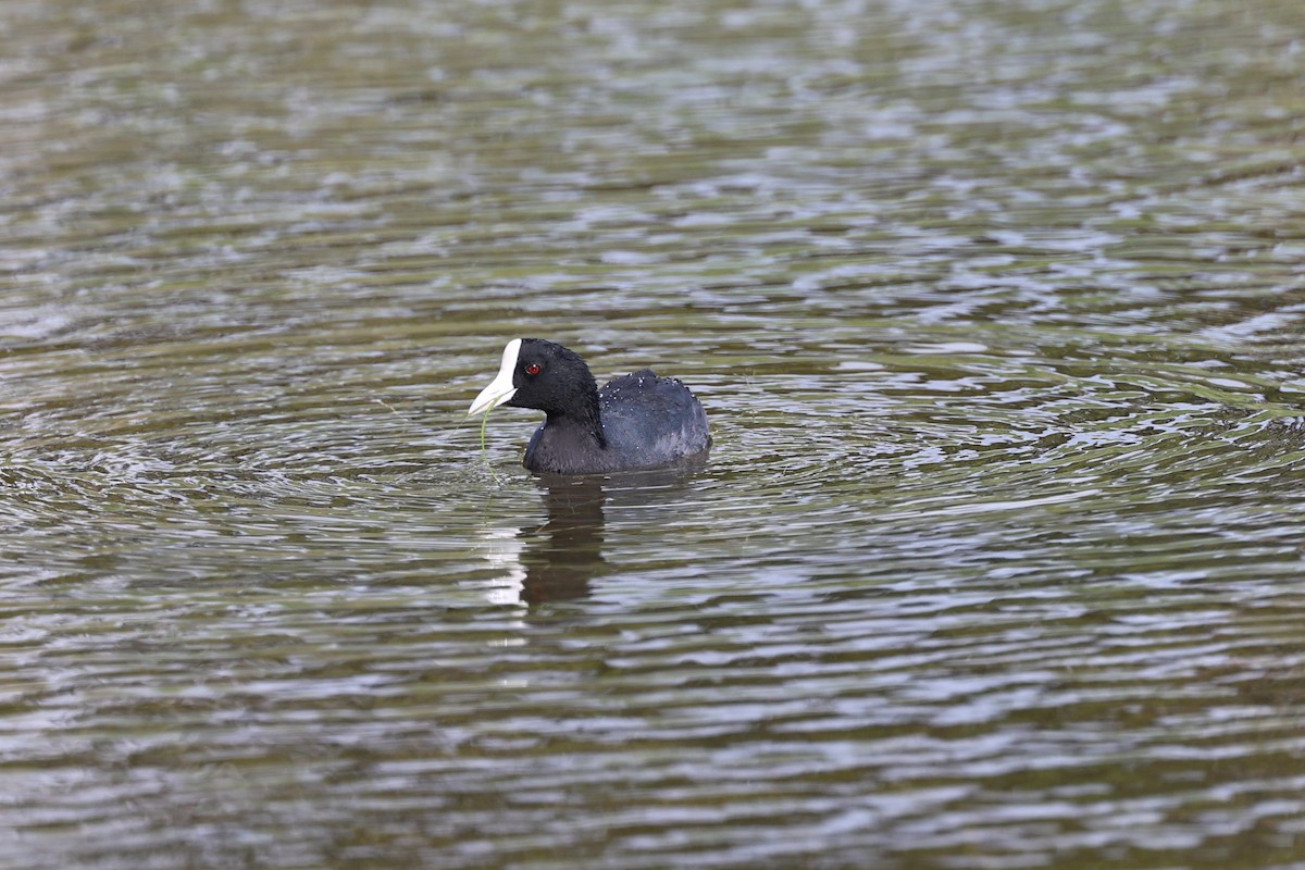 Hawaiian Coot - ML517891281