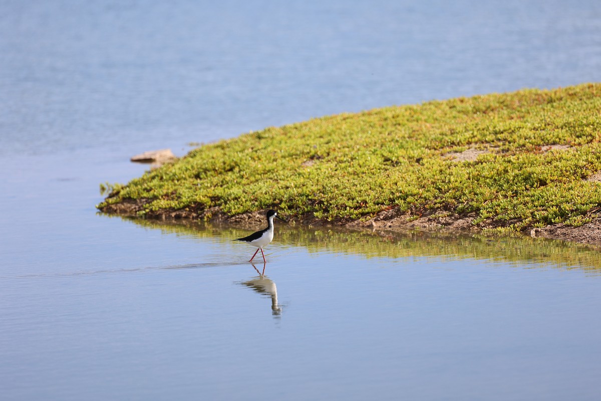 Black-necked Stilt (Hawaiian) - ML517891381
