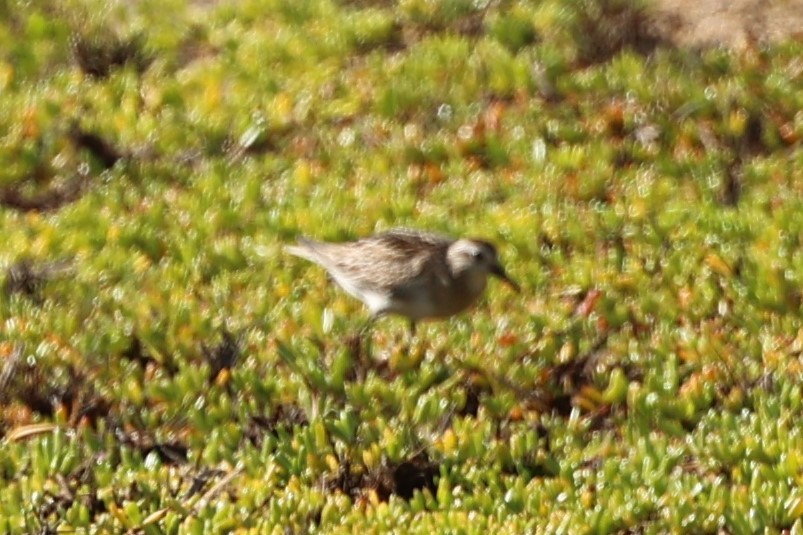 Sharp-tailed Sandpiper - ML517891751