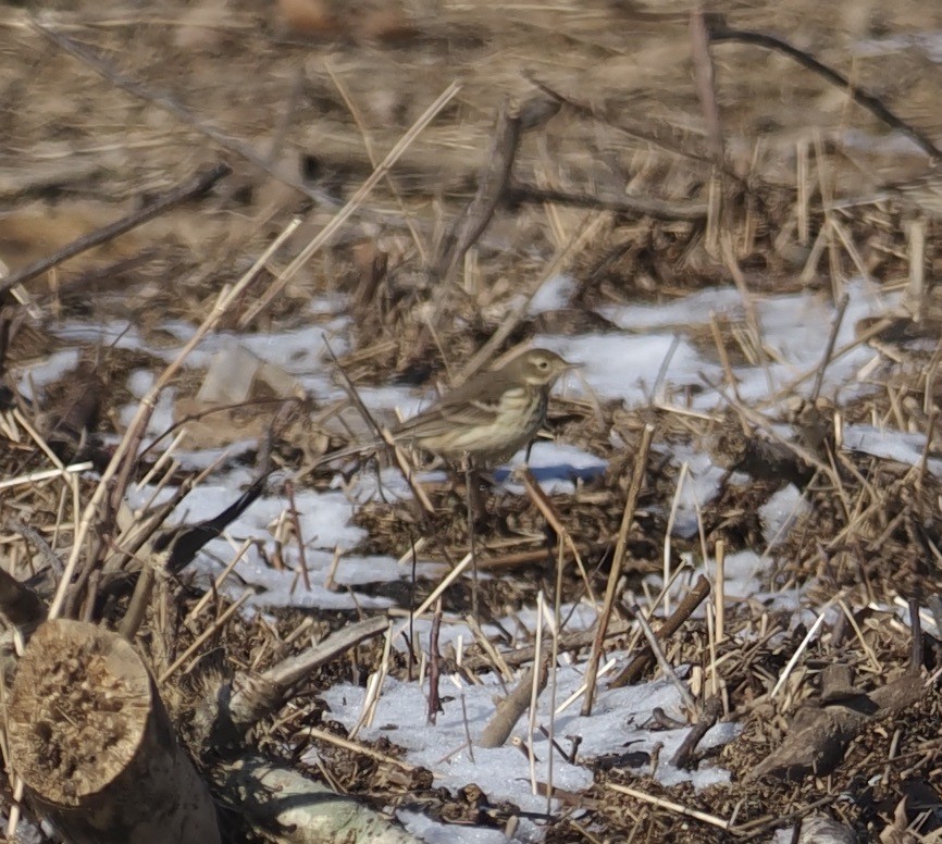 American Pipit - ML517891851