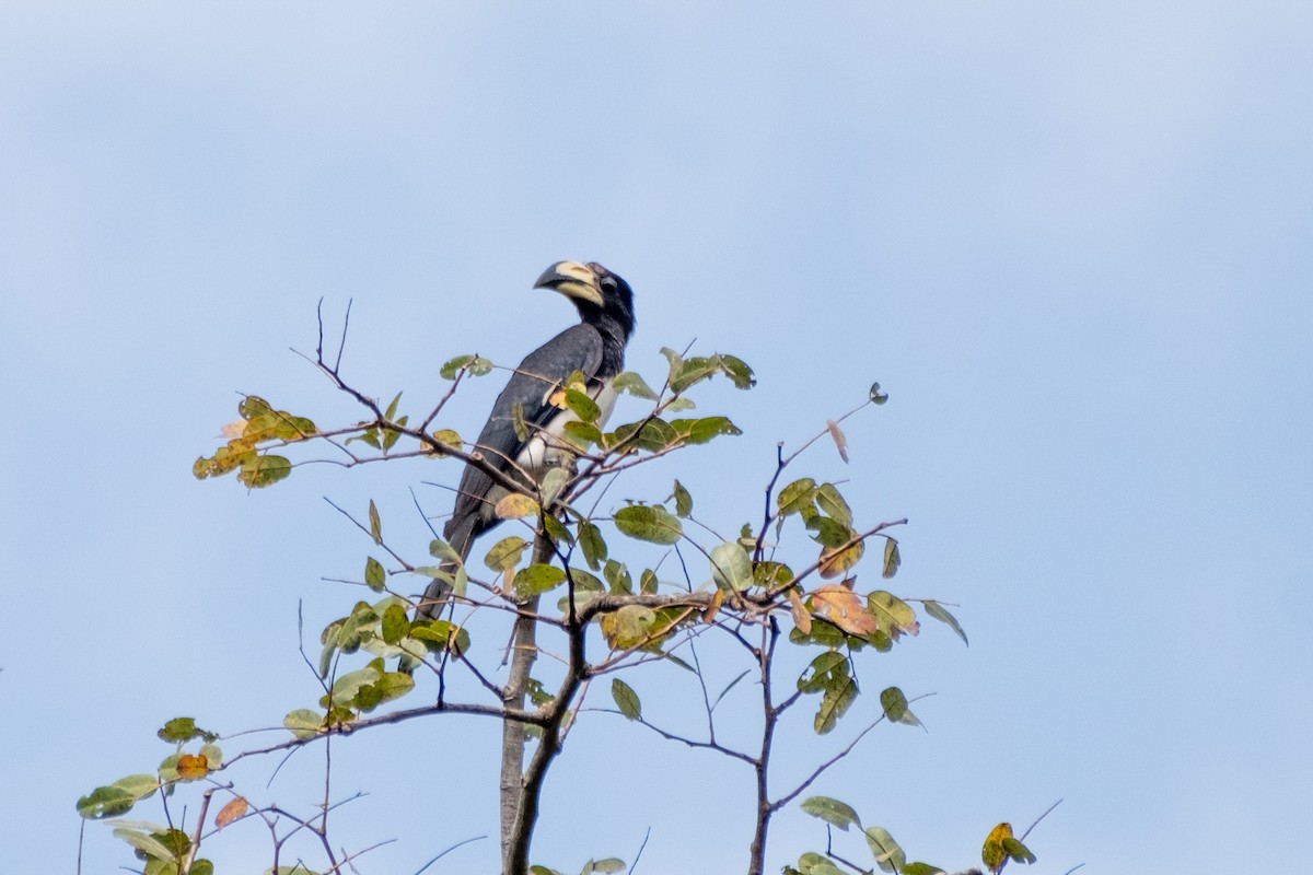 West African Pied Hornbill - ML517892031