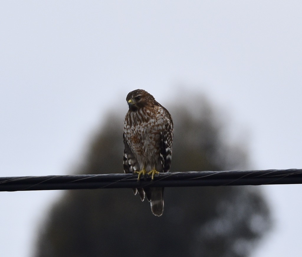 Red-shouldered Hawk - ML517892061