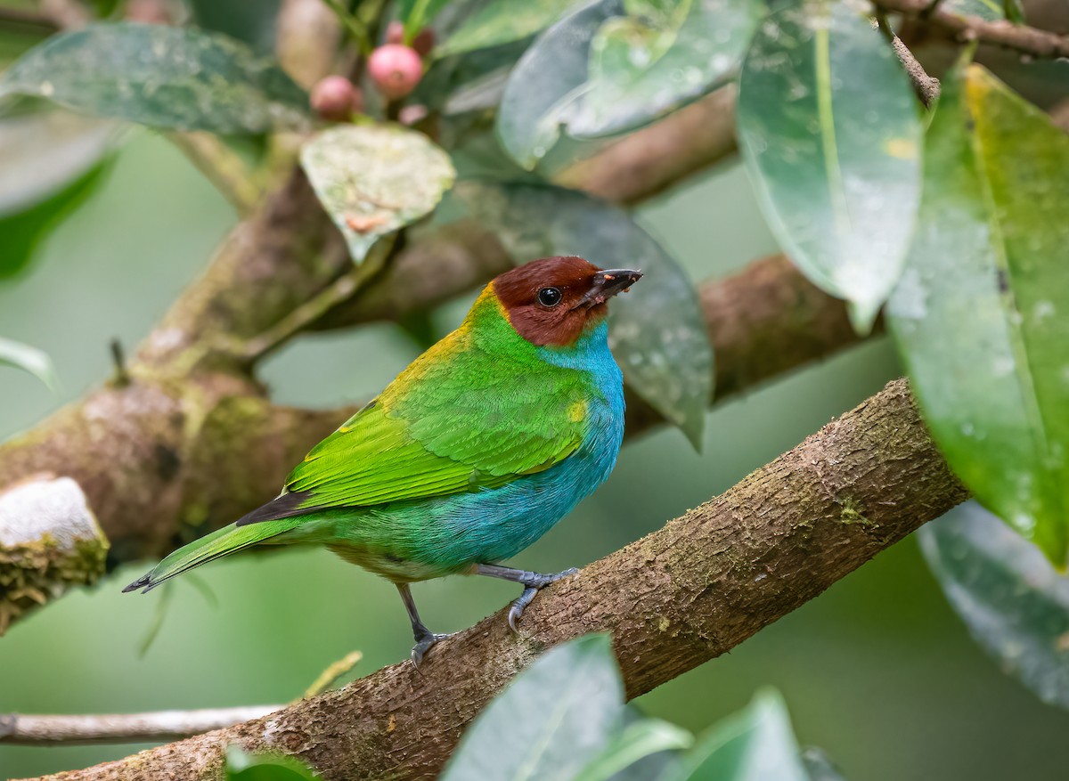 Bay-headed Tanager - ML517893131