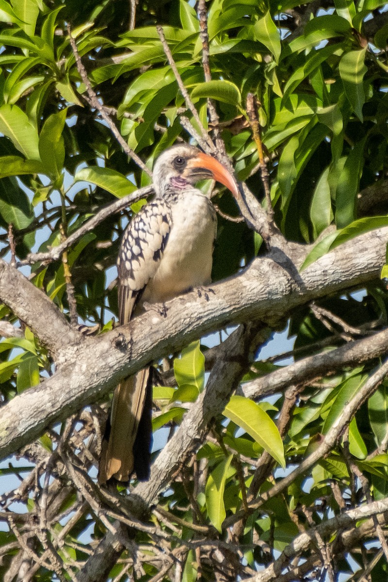 Western Red-billed Hornbill - ML517893791