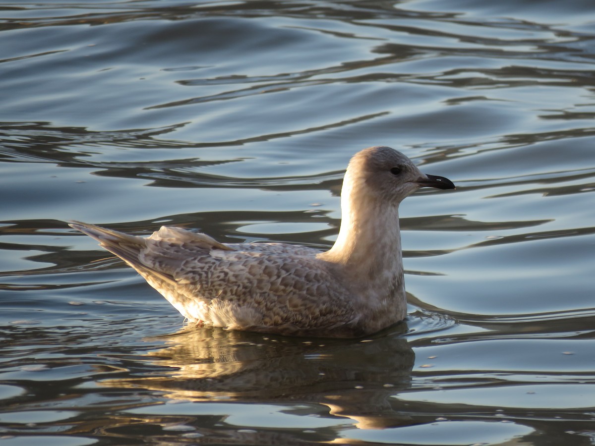 Iceland Gull - ML517895421