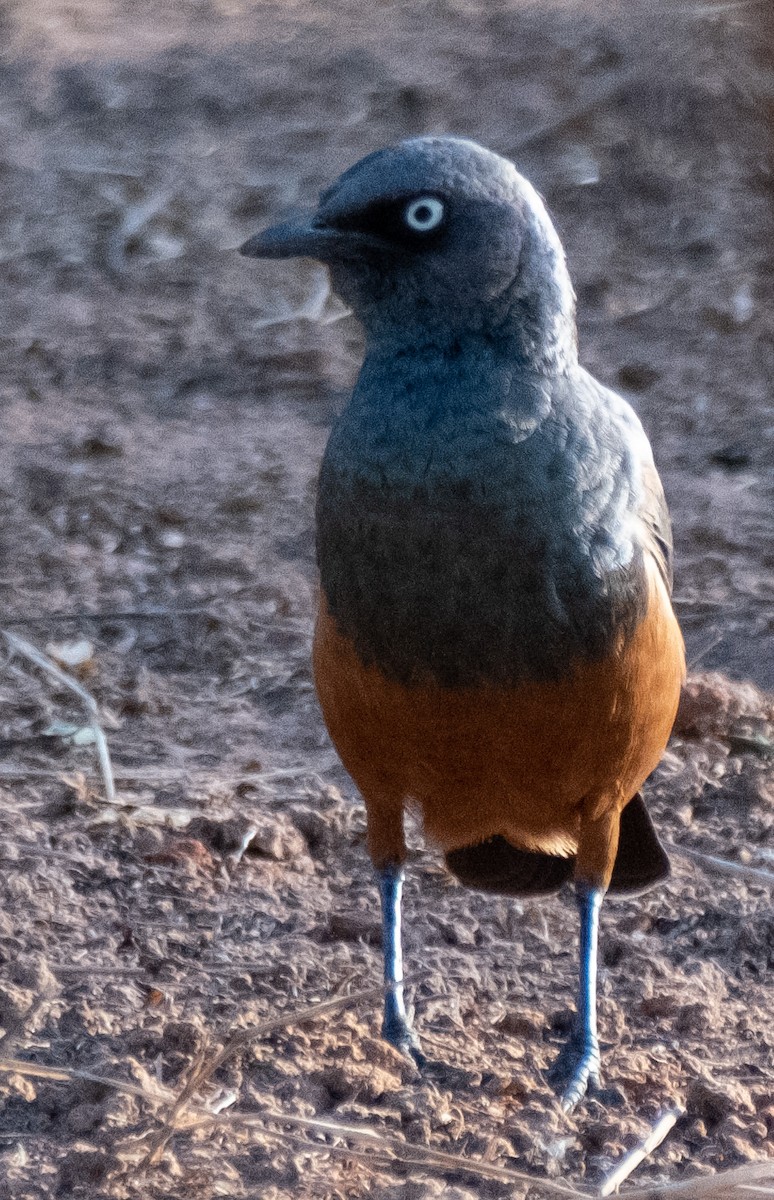 Chestnut-bellied Starling - ML517895651