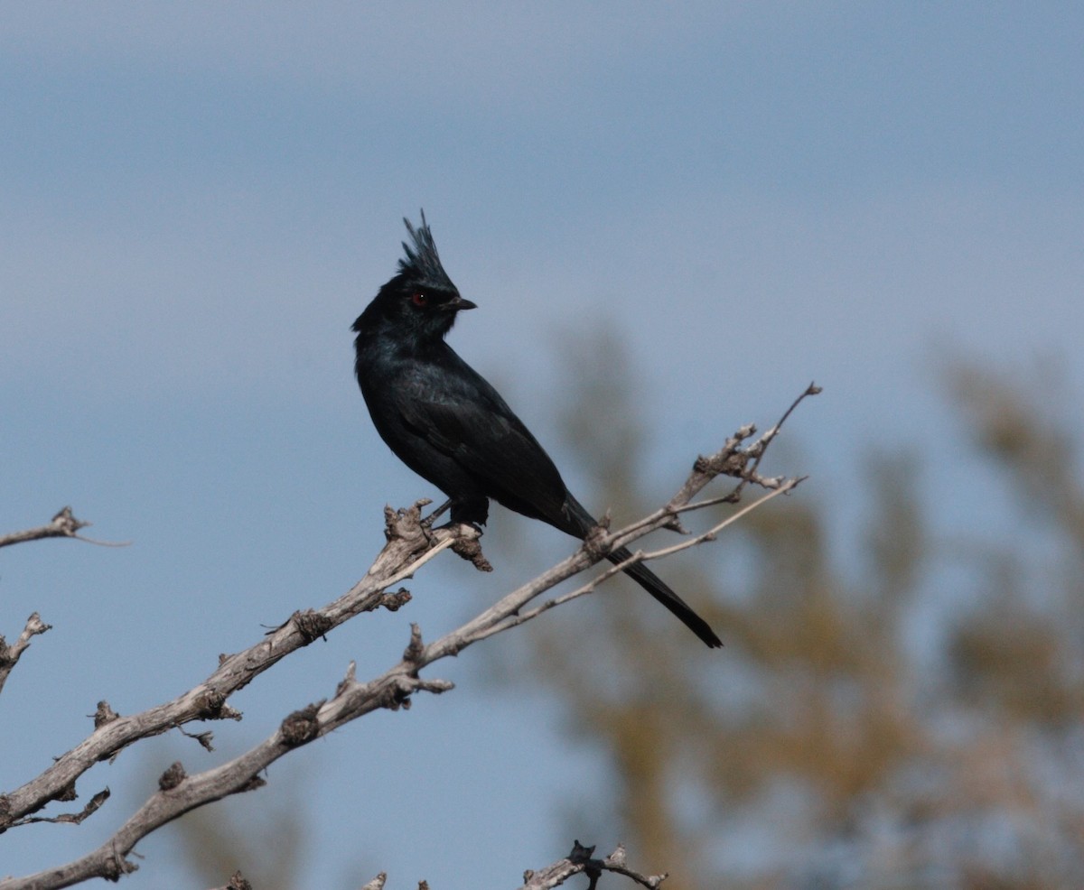 Phainopepla - David Vander Pluym