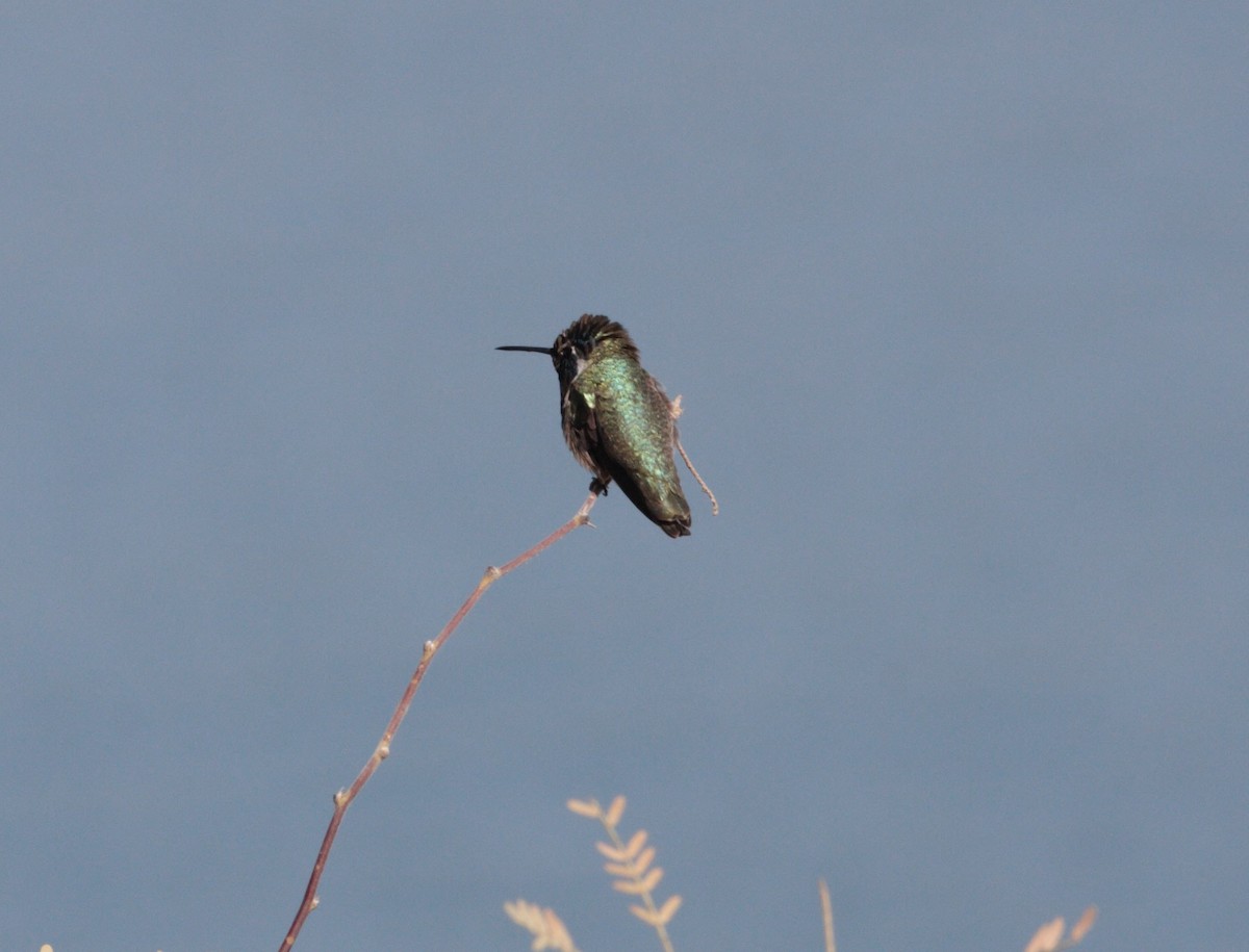 Costa's Hummingbird - ML517896141