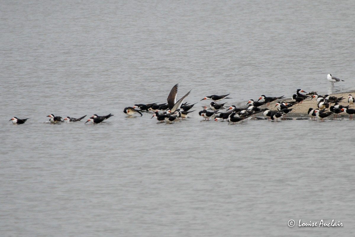 Black Skimmer - Louise Auclair