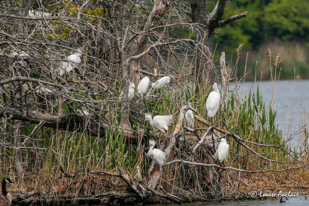 Snowy Egret - Louise Auclair