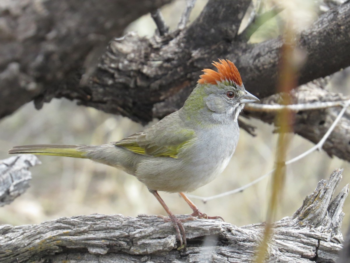 Green-tailed Towhee - ML517899661