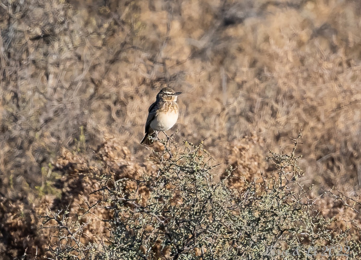 Red Lark - ML517899751