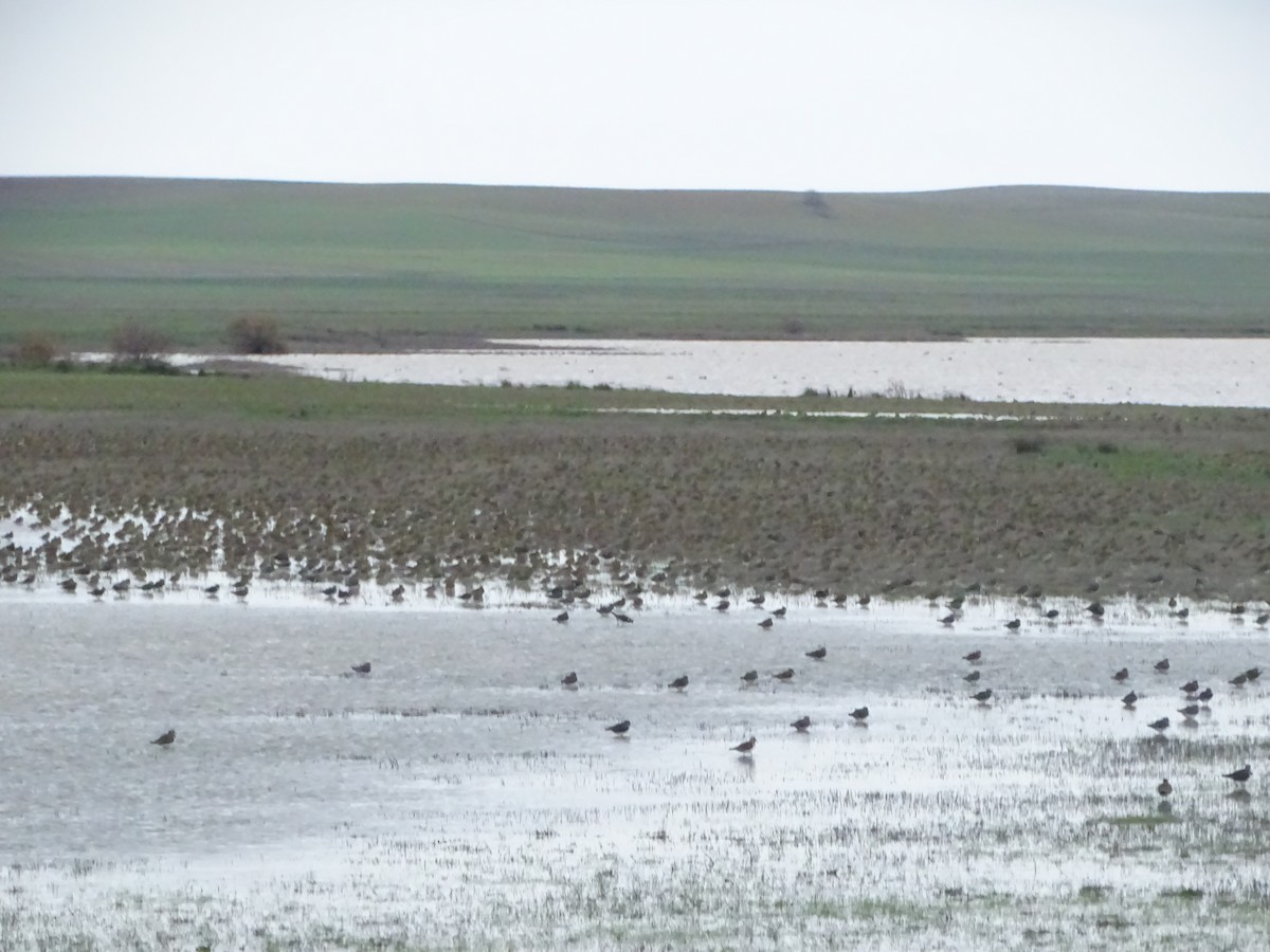 European Golden-Plover - ML517900851