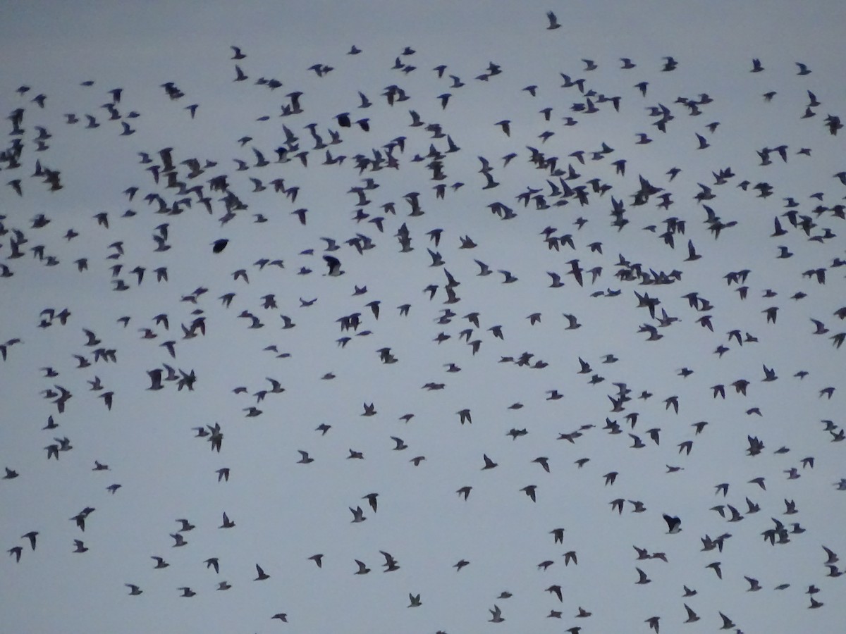 European Golden-Plover - Francisco Jambas