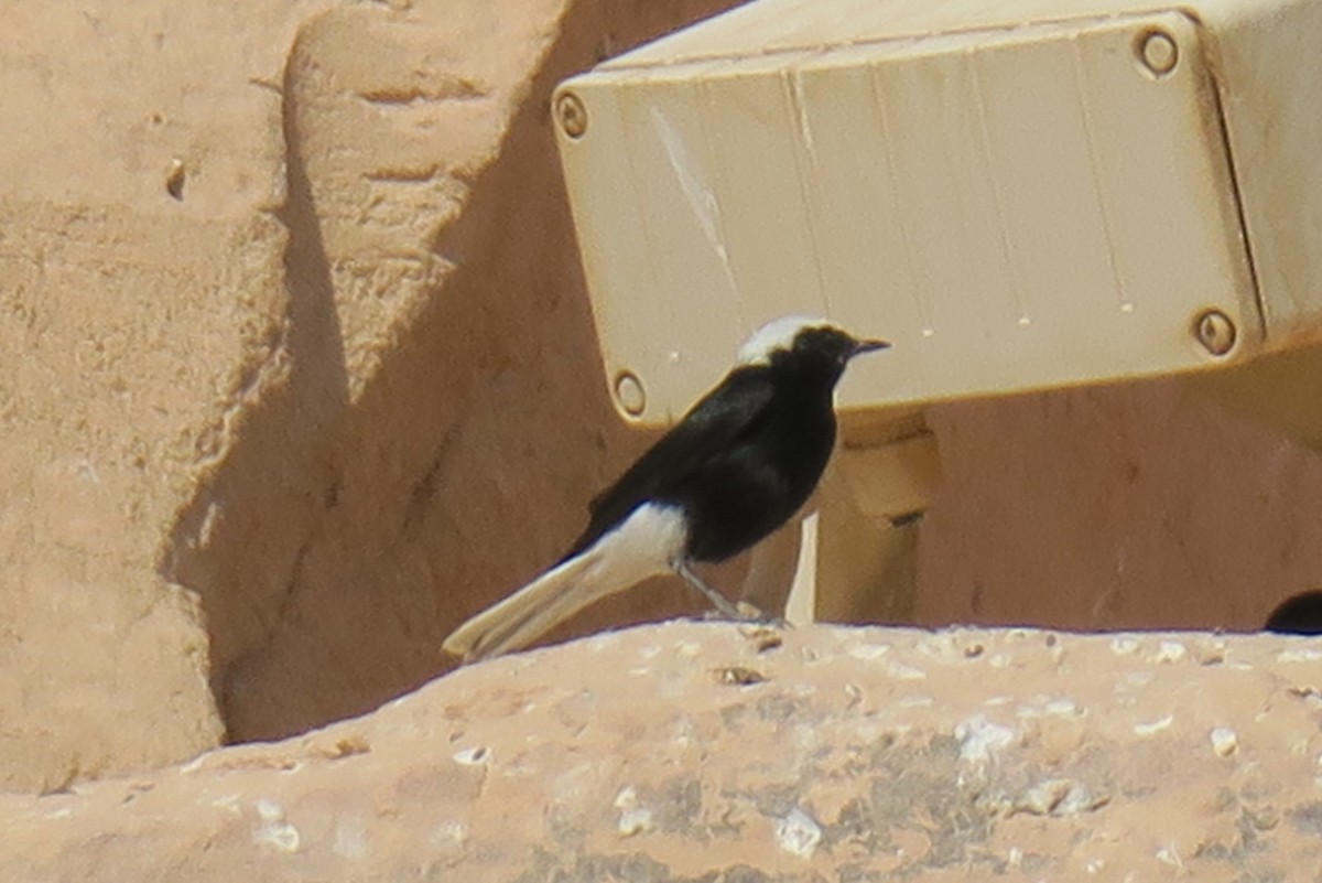 munkesteinskvett - ML517901361