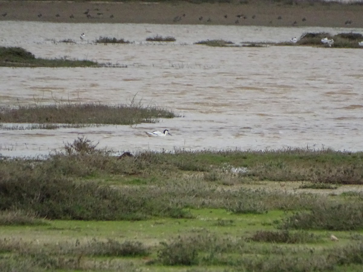 Pied Avocet - ML517902081