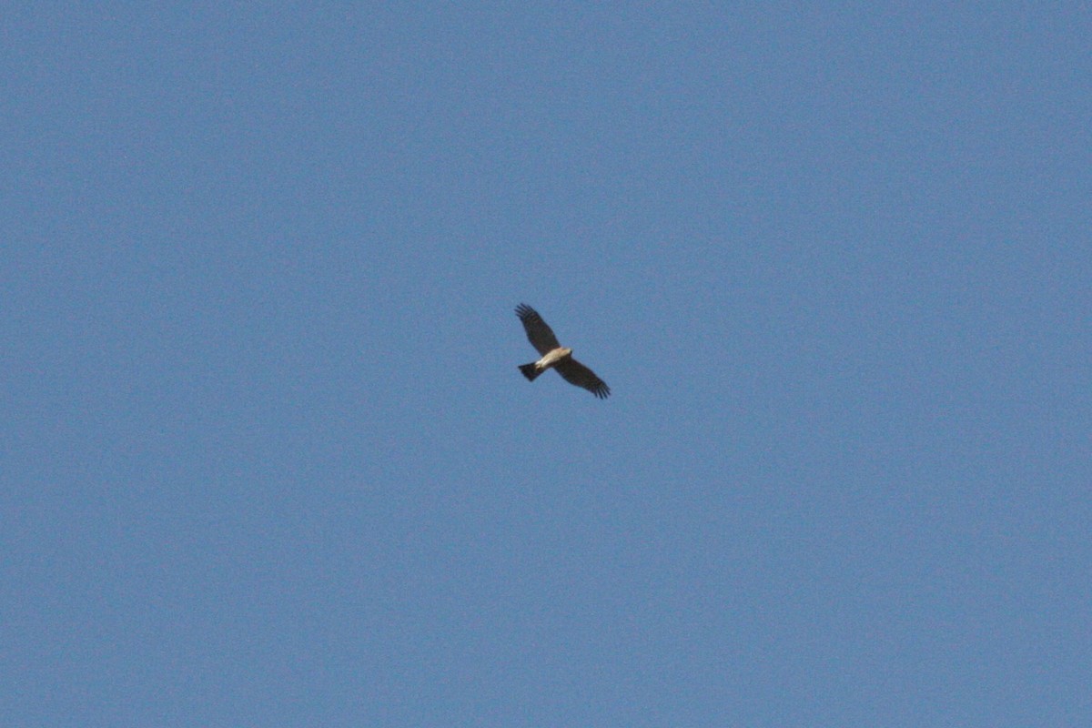 Eurasian Sparrowhawk - ML517902851