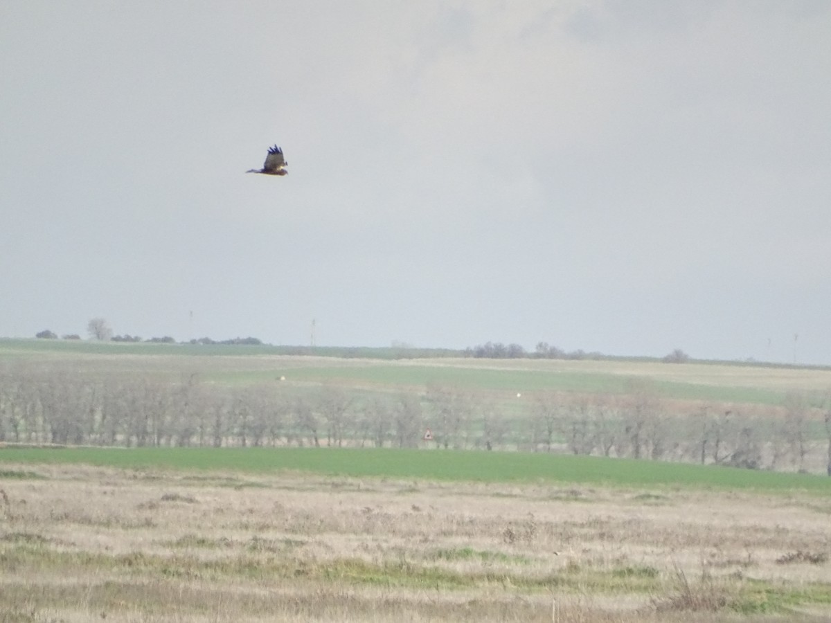 Western Marsh Harrier - ML517903341